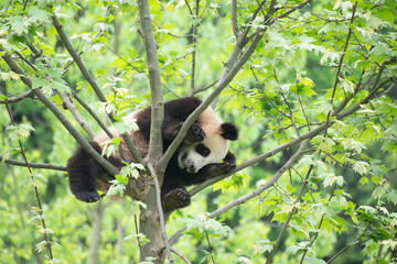 giant panda sleeping in a tree