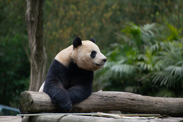 Fototapeta premium giant panda laying on some logs with ferns in behind