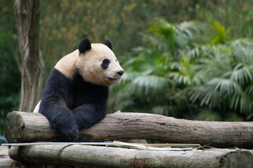Obraz premium giant panda laying on some logs with ferns in behind