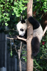 Obraz premium Giant Panda Cub up in a tree