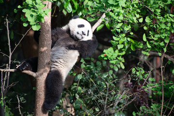 Giant Panda Cub up in a tree