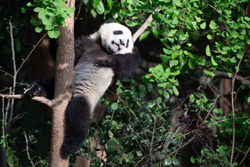 Obraz premium Giant Panda Cub up in a tree