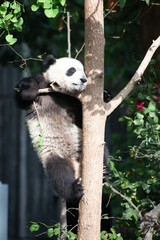 Fototapeta premium Giant Panda Cub up in a tree