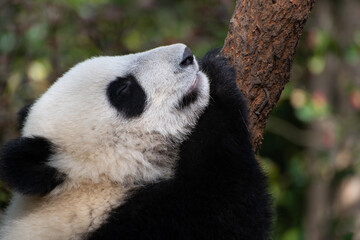 Obraz premium giant panda portrait with its head resting on a tree trunk