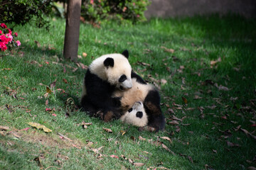 two giant panda cubs wrestling in the grass