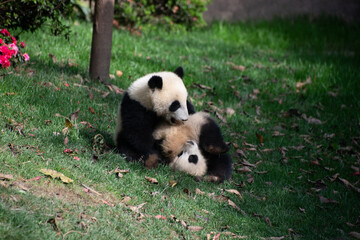 two giant panda cubs wrestling in the grass