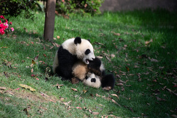 Fototapeta premium two giant panda cubs wrestling in the grass