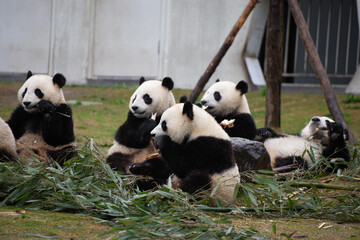 five giant panda cubs sitting in the grass and eating bamboo