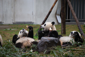 three giant panda cubs laying in the grass eating bamboo