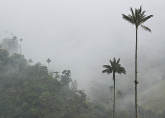Wax palms (Colombia's national tree) and tropical vegetation in the Cocora Valley near Salento, Quindio Department, Colombia, on a misty and rainy day