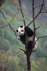 Giant Panda Cub climbing up in the trees