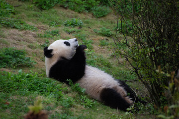 Obraz na płótnie Canvas Giant Panda laying in the grass eating bamboo