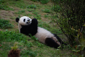 Obraz na płótnie Canvas Giant Panda laying in the grass eating bamboo