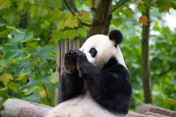 Obraz premium giant panda sitting with its paws over its nose