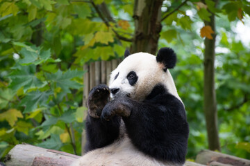 Obraz na płótnie Canvas giant panda trying to catch a moth with its paws