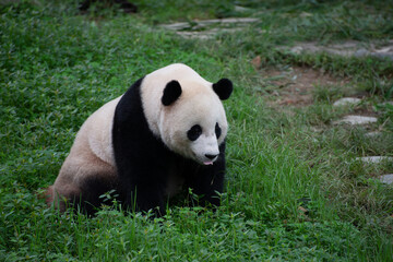 Obraz na płótnie Canvas Giant Panda sitting in the grass