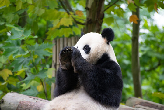 giant panda sitting with its paws over its nose