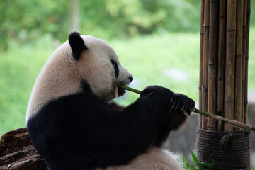 Giant Panda sitting eating bamboo