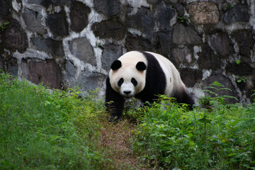 Naklejka na ściany i meble giant panda walking through vegetation with a rock wall behind