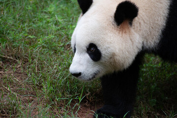 Giant Panda walking through the green grass