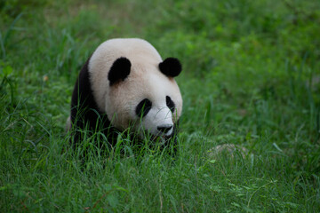 Obraz na płótnie Canvas Giant Panda walking through the green grass