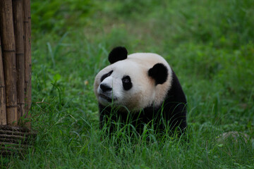 Obraz premium Giant Panda walking through the green grass