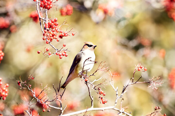 Cedar Waxwing  on Red Berries Tree