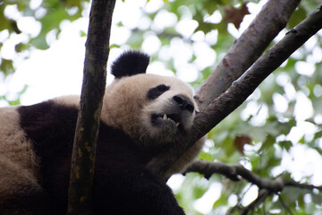 Giant Panda sleeping gently in a tree