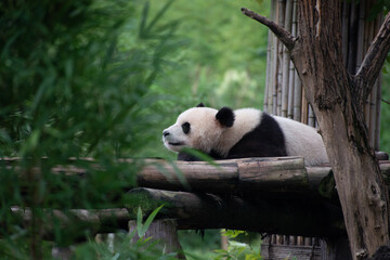 Obraz premium Giant Panda laying on a wood platform looking away