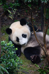 giant panda sitting on the grass looking at flowers