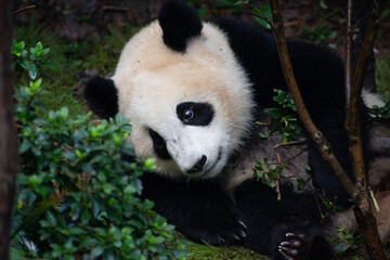 Obraz premium giant panda sitting on the grass looking at flowers