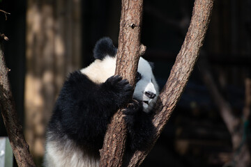 Giant Panda cub climbing up in the tree branches