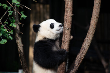 Giant Panda climbing up in the tree branches