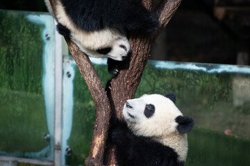 two giant panda cubs up in a tree