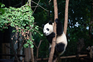 Giant Panda cub up in the tree branches