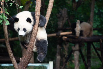 Obraz premium Giant Panda cub up in the tree branches