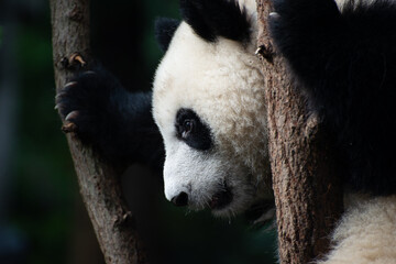 Fototapeta premium close up portrait of a giant panda cub in a tree
