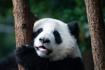 Obraz premium close up portrait of a giant panda cub in a tree