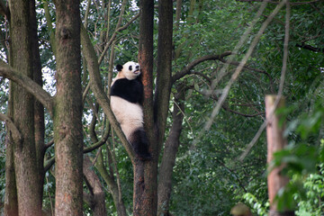 Giant panda up on a tree branch