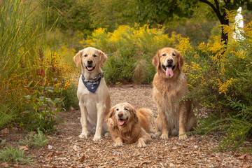 three golden retrievers sitting on garden path