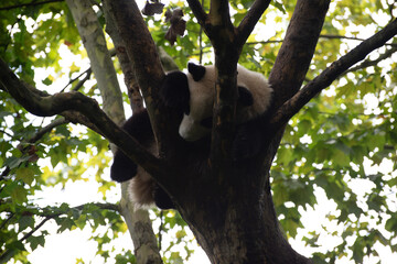 Giant Panda resting up in the branches of a tree