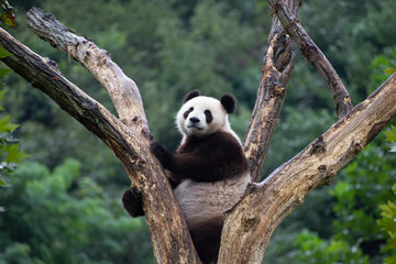 Obraz premium Giant Panda sitting up in a big tree