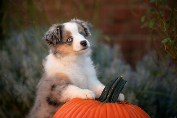 adorable miniature aussie puppy with paws up on pumpkin - blue eyed miniature australian dog sitting in autumn yard 