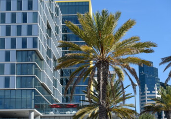 Fototapeta na wymiar Palm trees s in front of a modern glass building