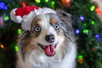 adorable mini aussie framed with christmas wreath and lights