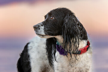 wet dog - springer spaniel at beach with colorful sunset