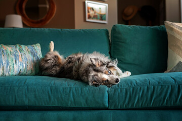 adorable sleepy mini aussie dog lying on turquoise sofa
