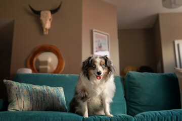cute mini aussie on turquoise couch with tongue out