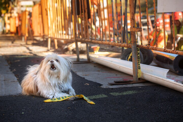 barking small long haired white dog sitting on nyc street with construction