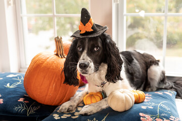 springer spaniel in adorable witch's hat dressed up for halloween sitting with pumpkins